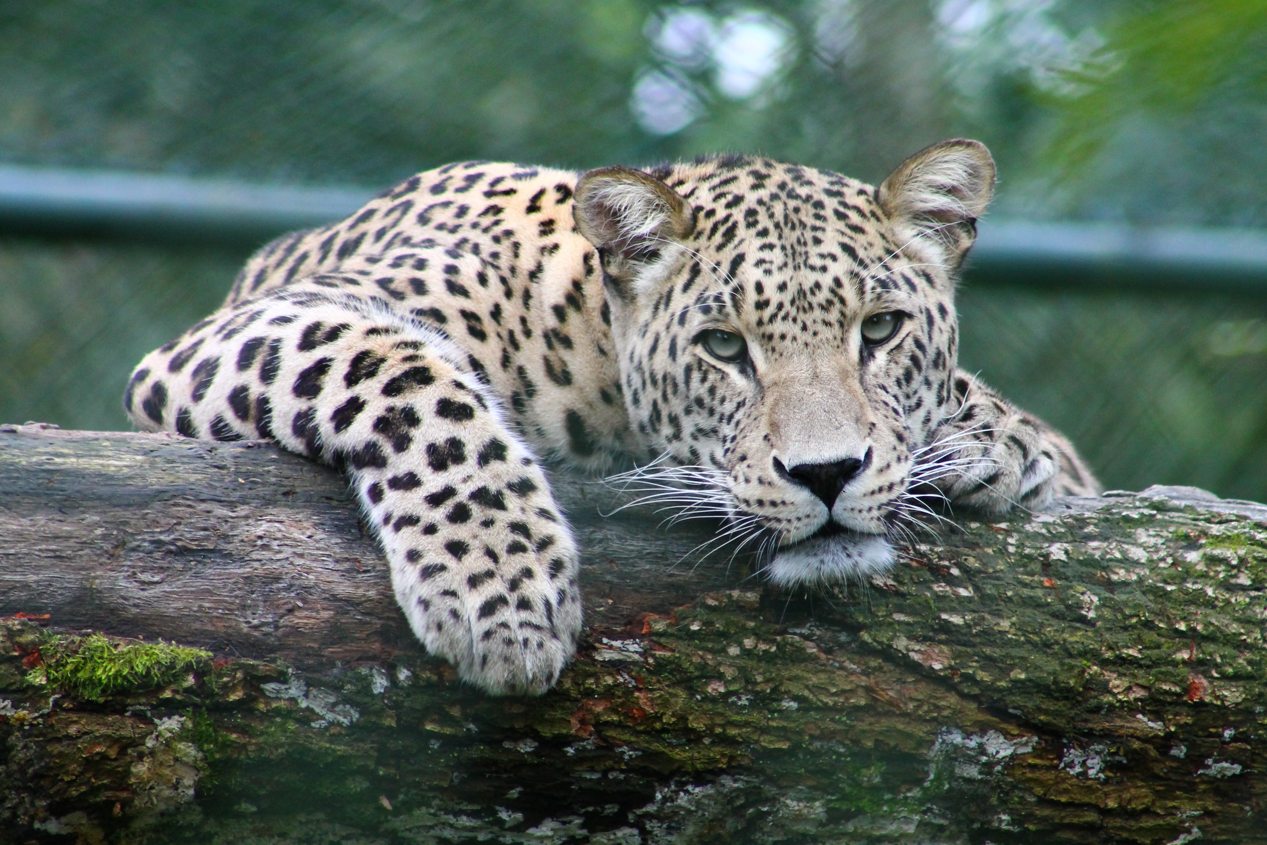 leopard-image